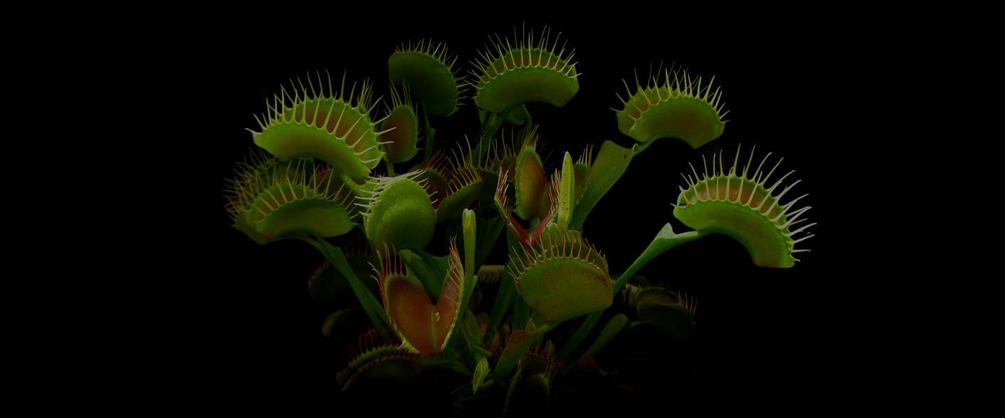 Depiction of cybersecurity honeypots - Venus flytrap plant